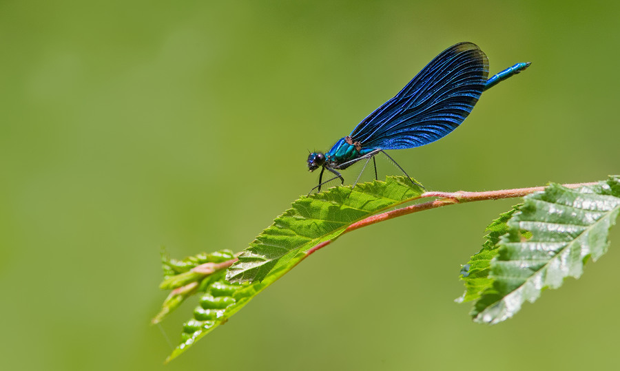 Beautiful demoiselle / Bosbeekjuffer