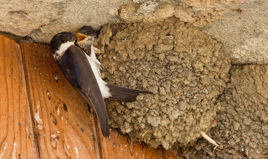 Common house martin / Huiszwaluw