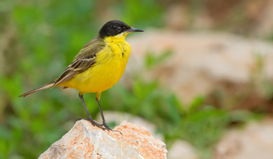 Black-headed wagtail / Balkankwikstaart