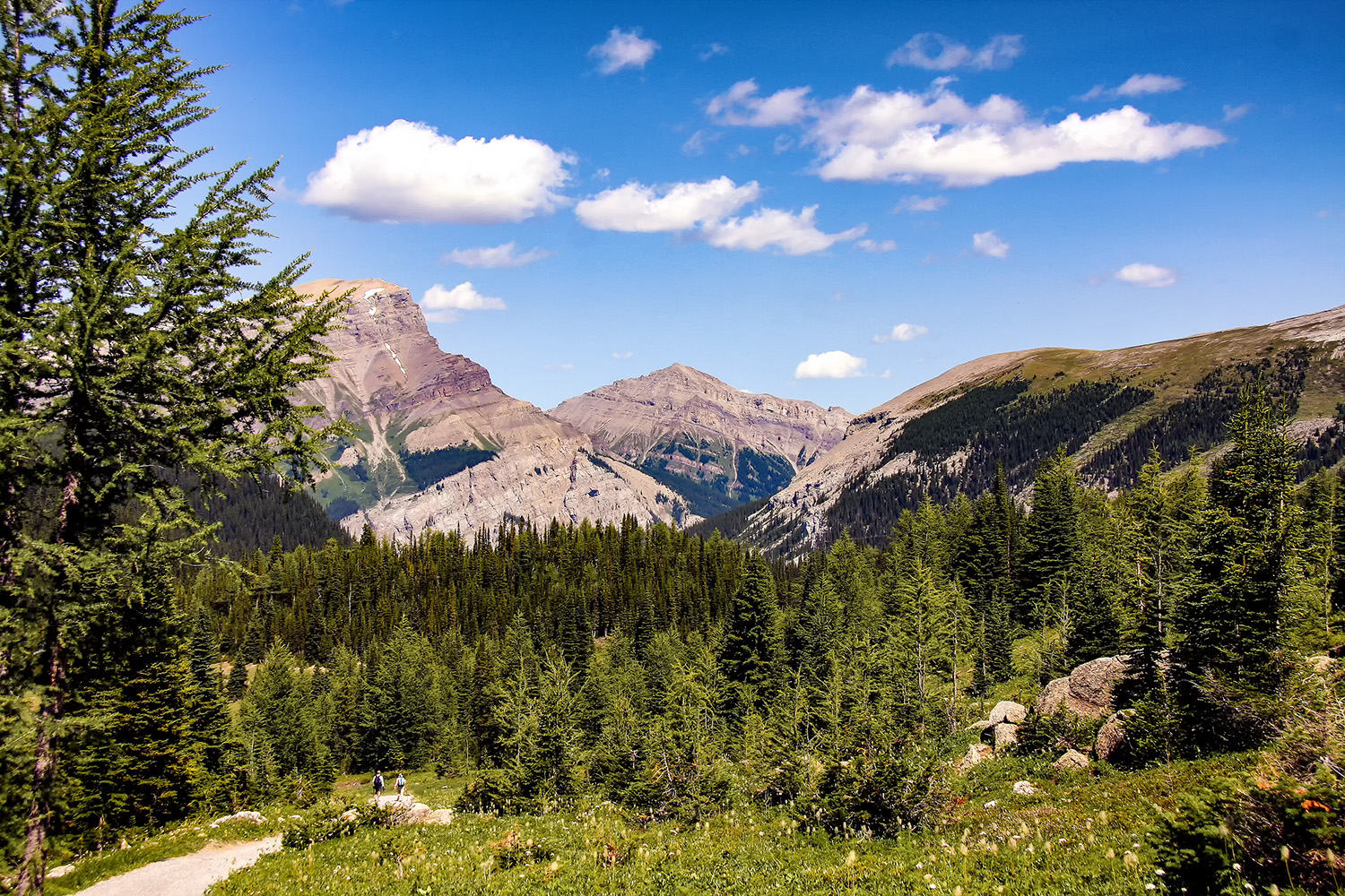 Sunshine Meadows Trail