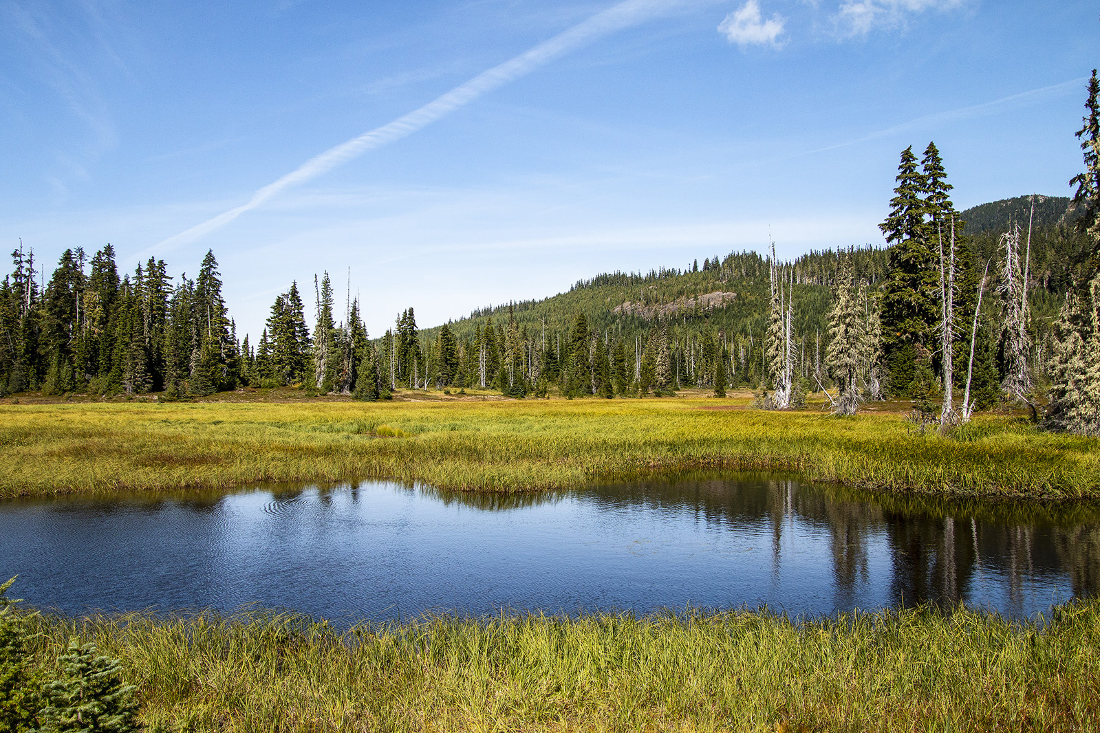 Paradise Meadows Loop Trail, Strathcona Provincial Park