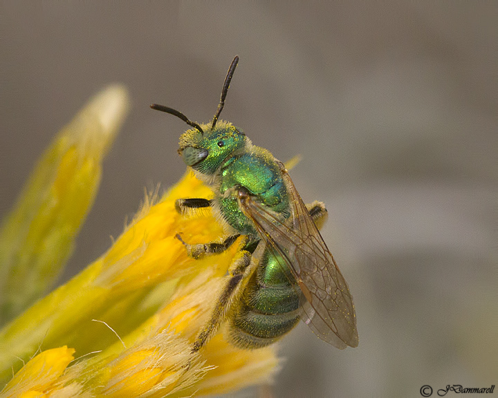 Agapostemon Bee female