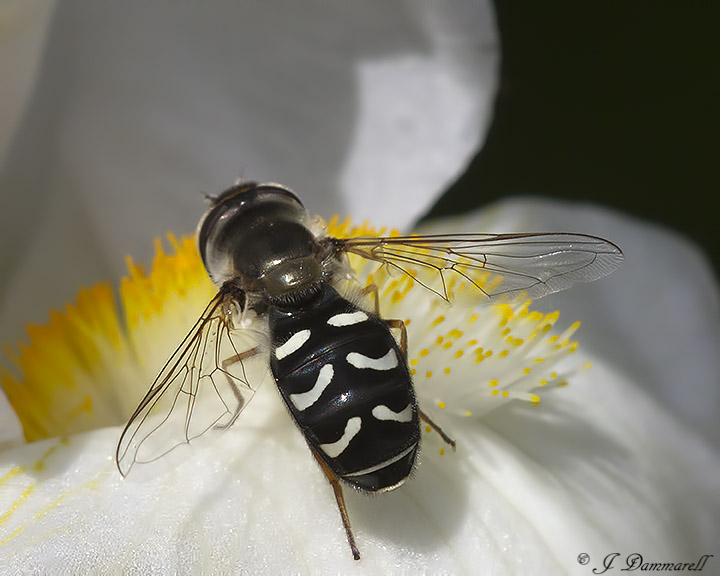 Eupeodes volucris Fly