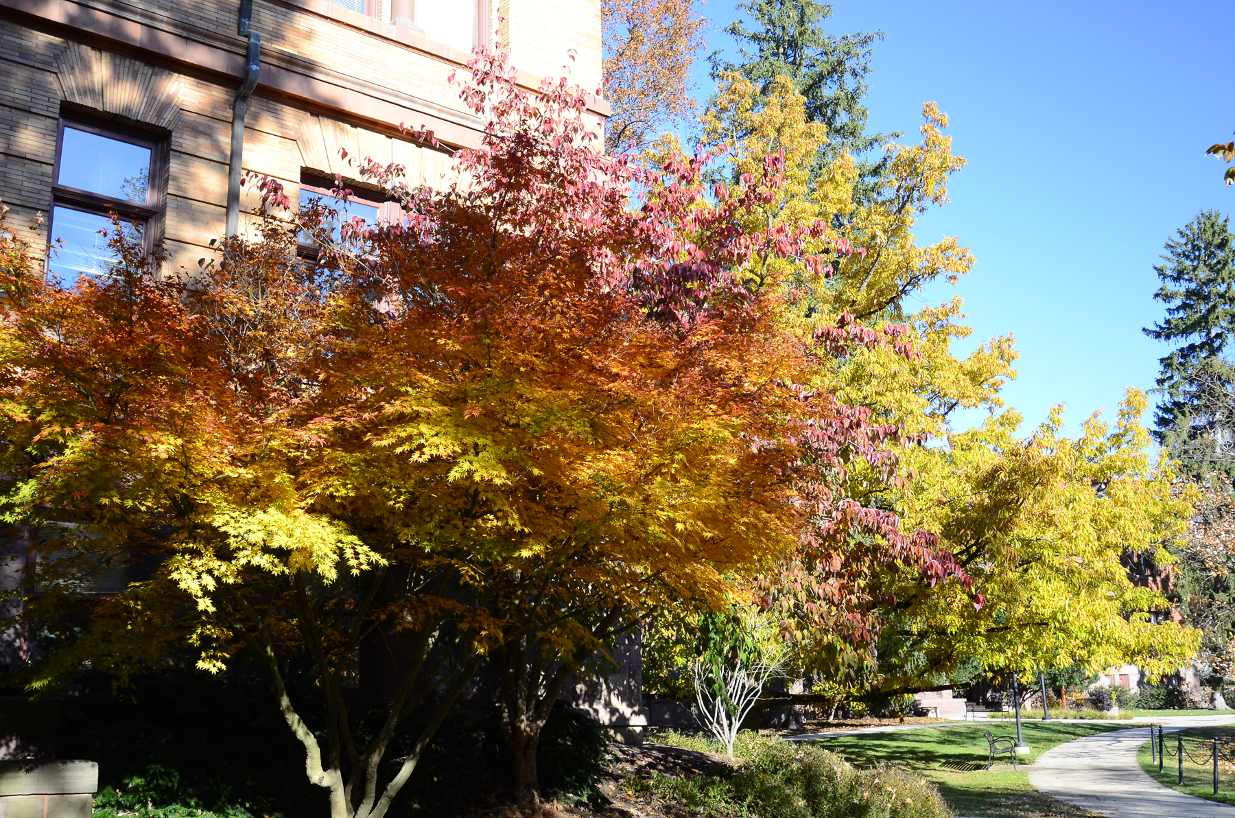 Penn State Campus Autumn (21).JPG