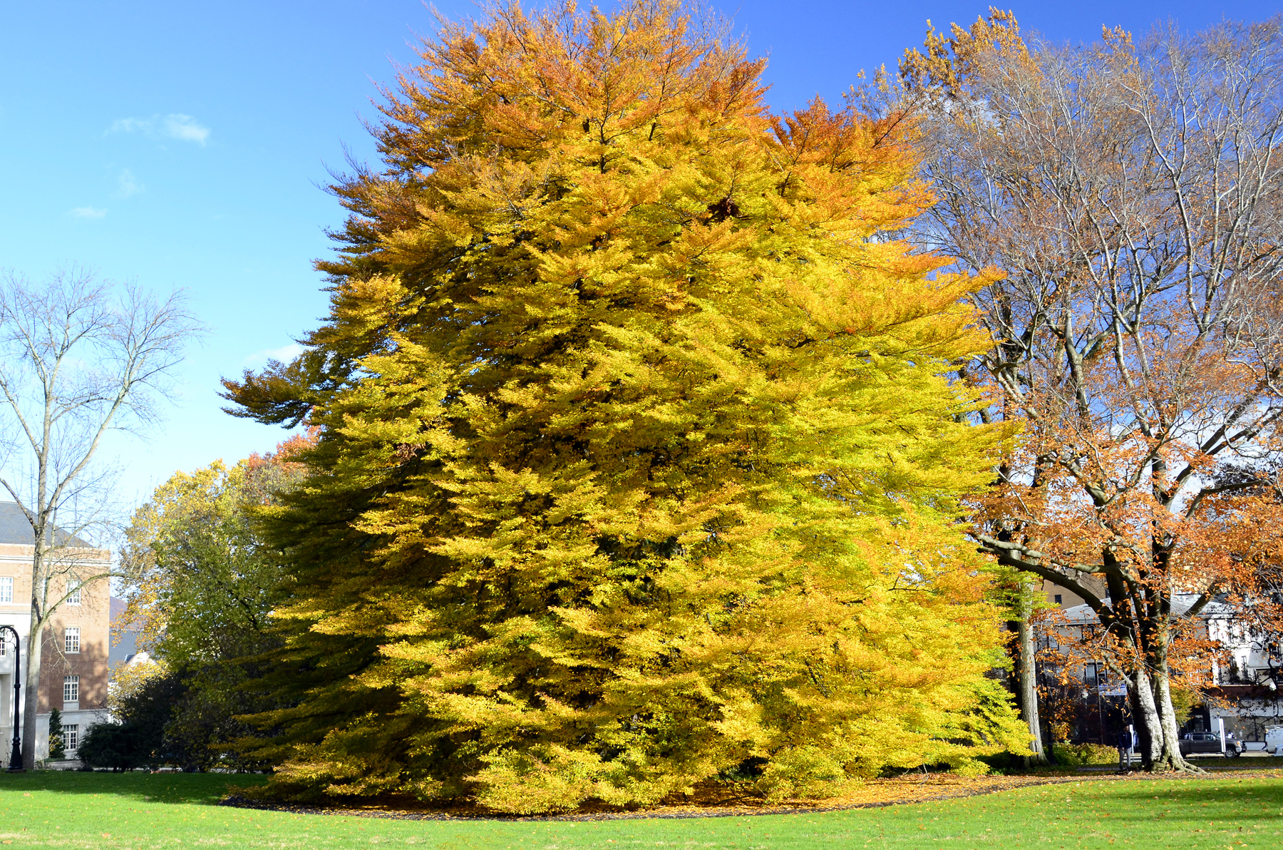 Penn State Campus Autumn (29).JPG