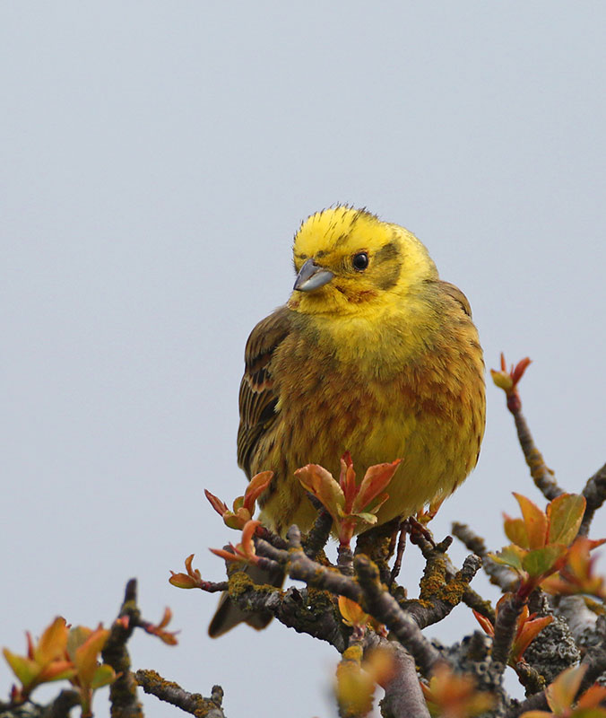 Yellowhammer, male