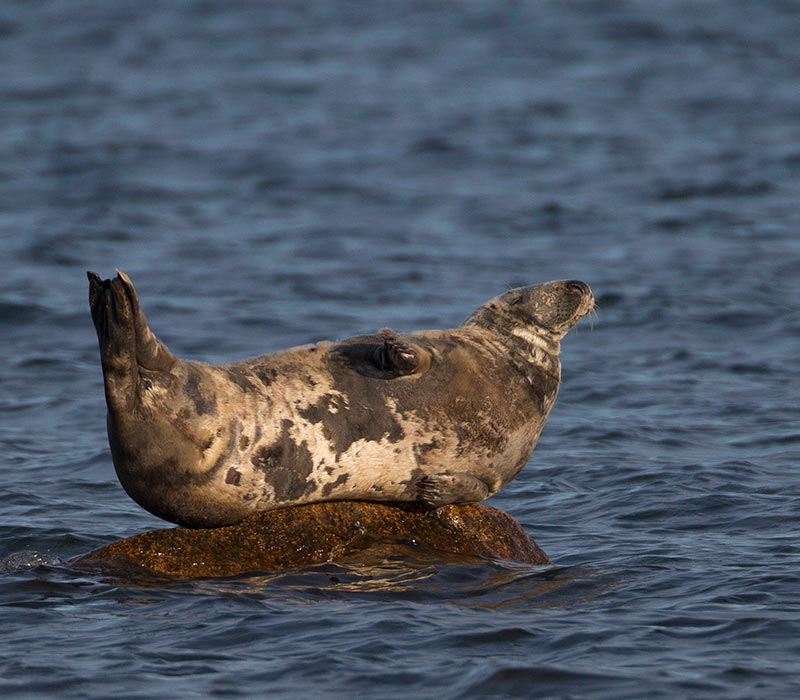 Grey Seal