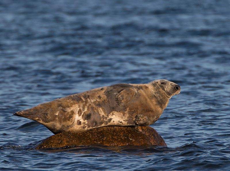 Grey Seal