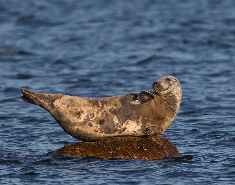 Grey Seal