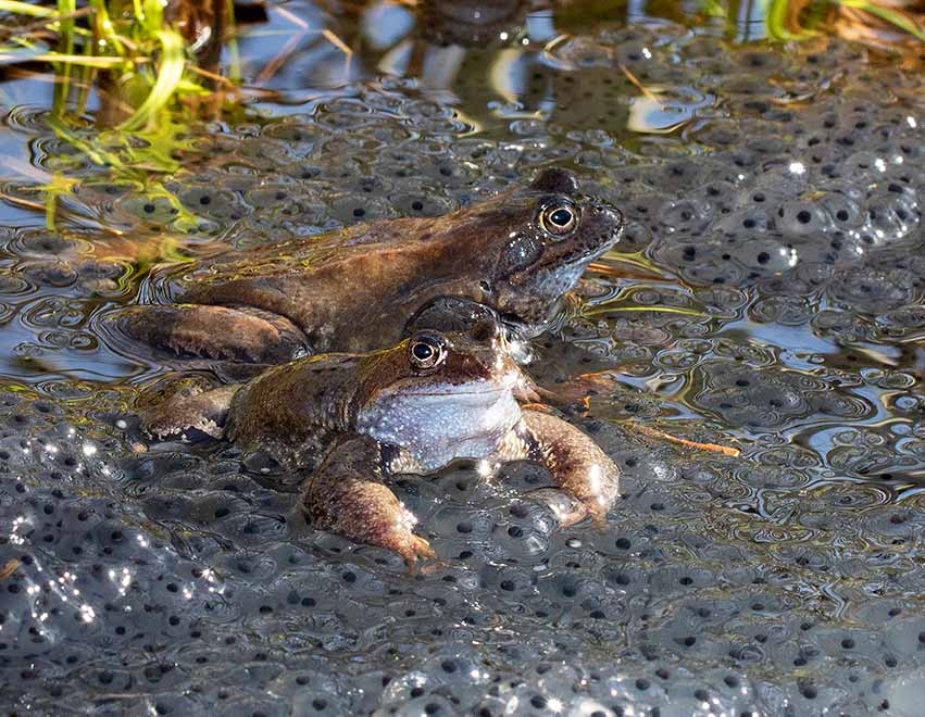 Common Frog, Vanlig groda, i lekdammen