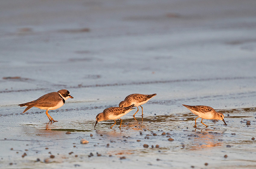 Semipalmated Sandpiper and Least Sandpipers, in warm evening light