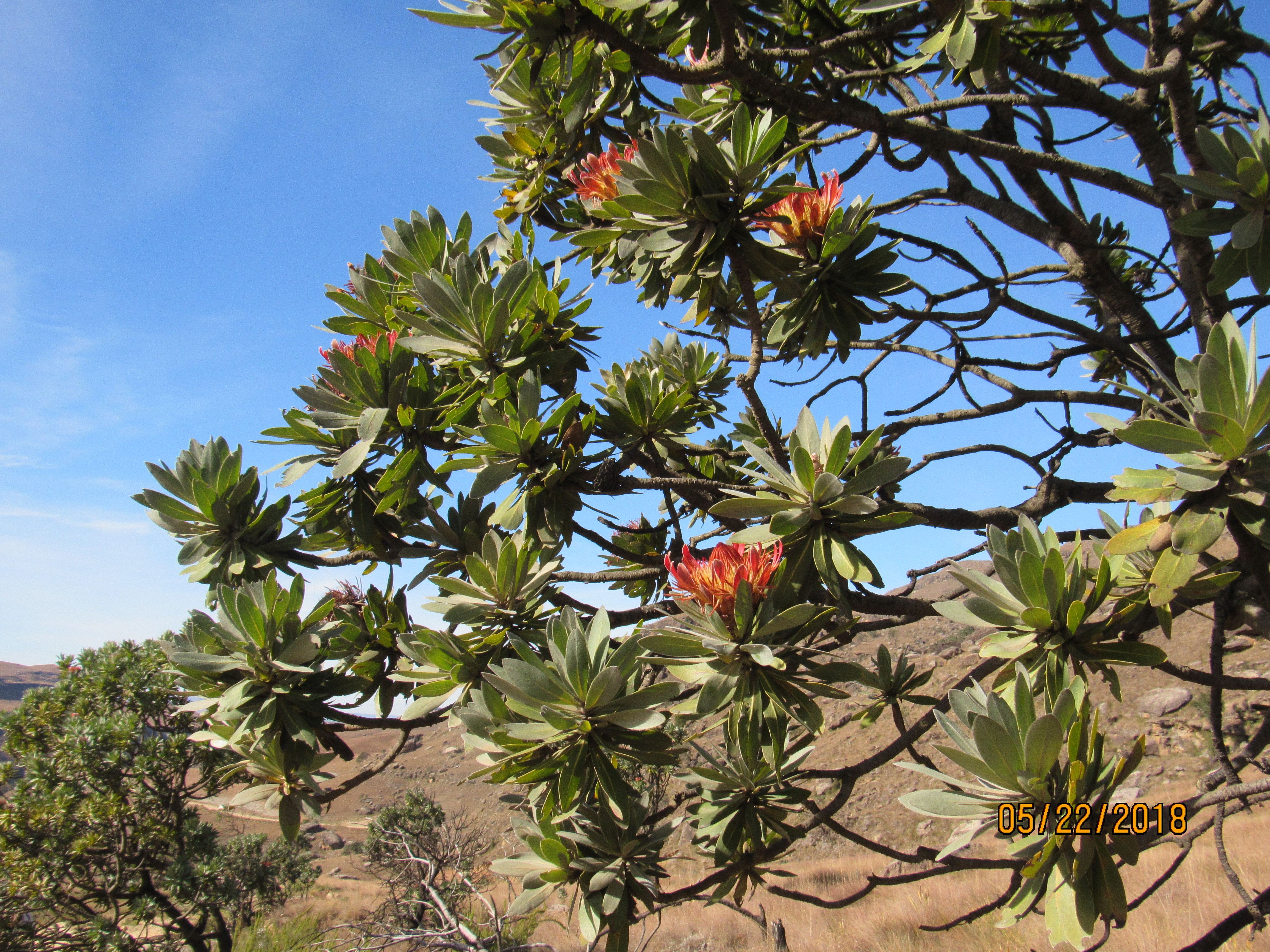 Sani Pass, Protea Spp