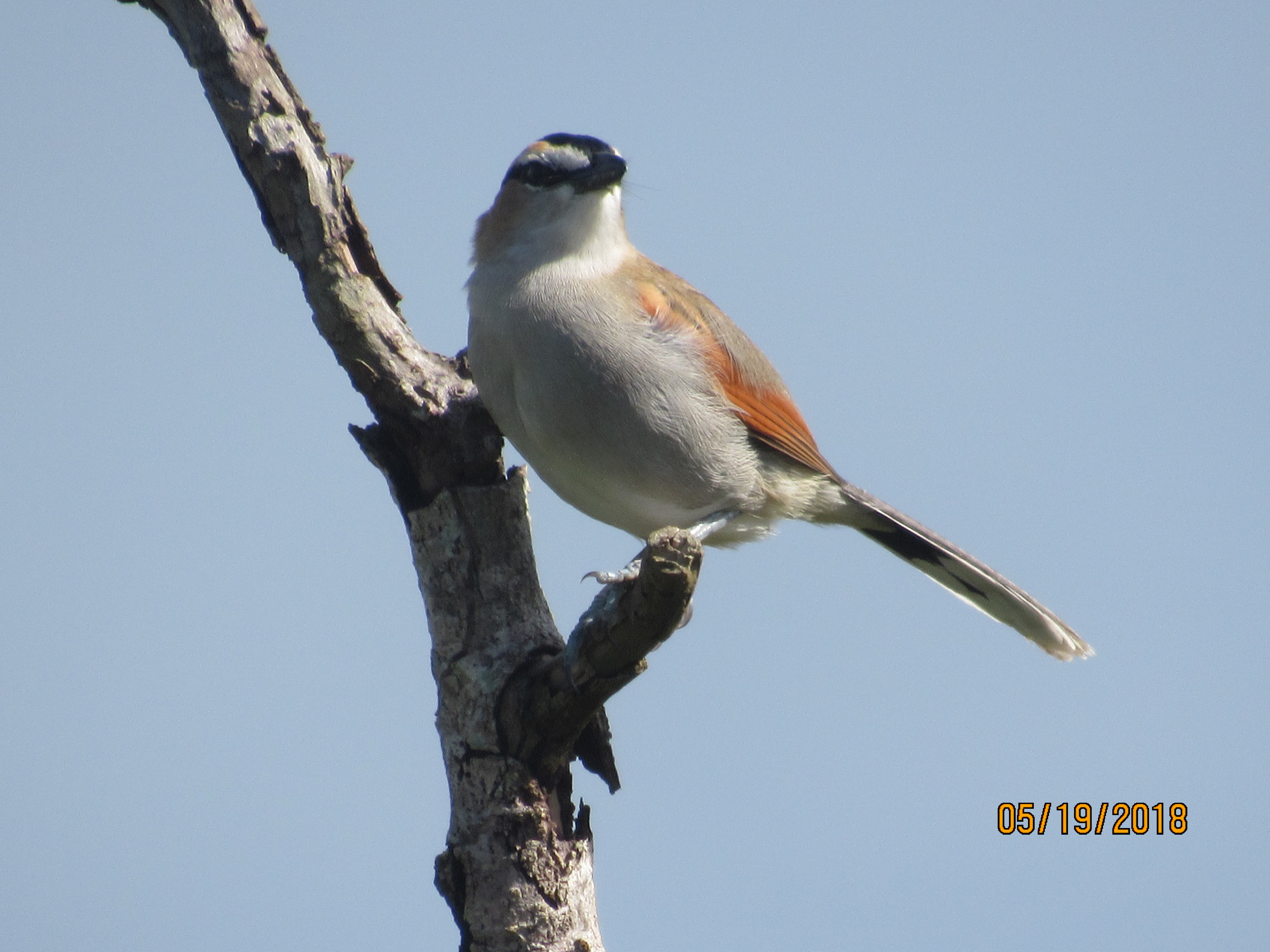 Black-crowned Tchagra