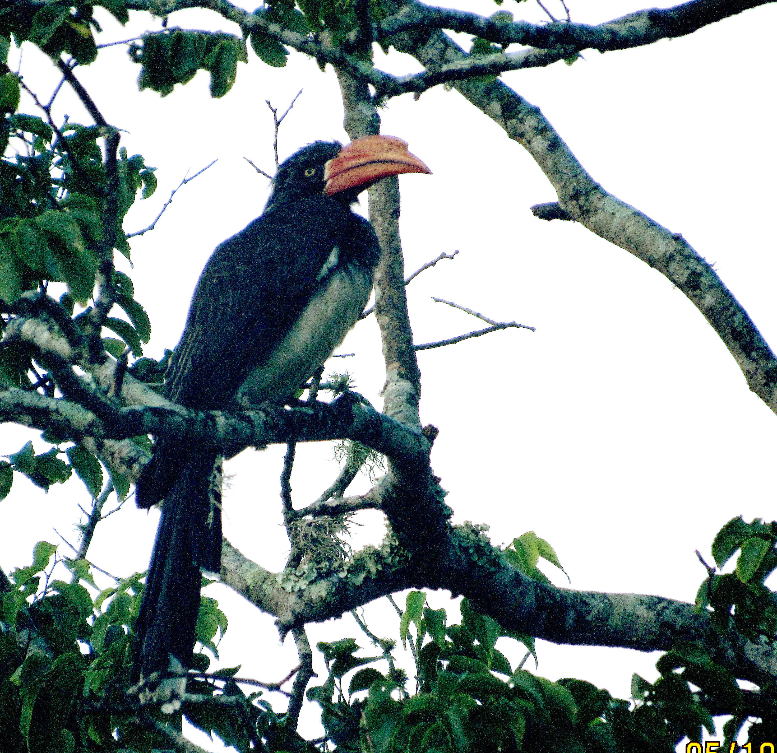 Crowned Hornbill,St Lucia Park