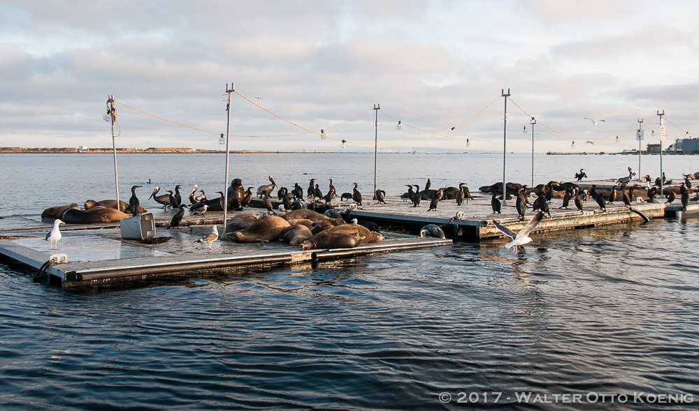 Happy Hour on the Bait Barge