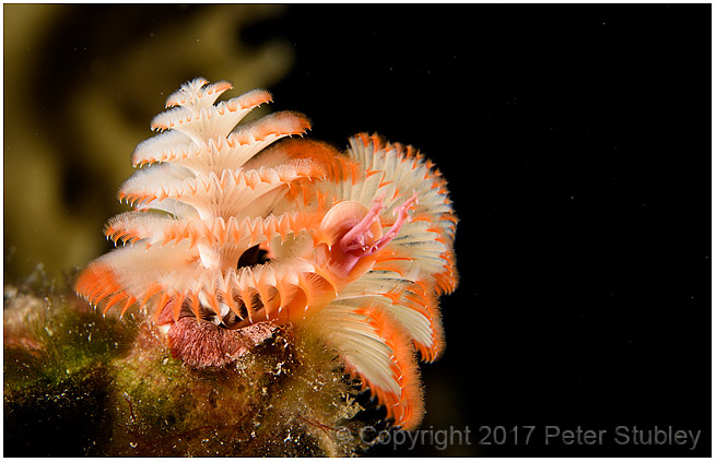 And another Christmas tree worm.