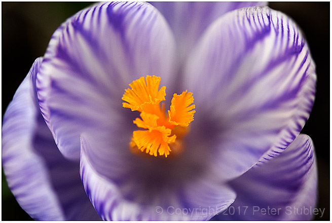 Crocus.