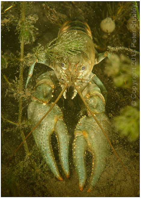 Oronectes virilis (virile crayfish).