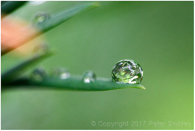 Grass rain drops.