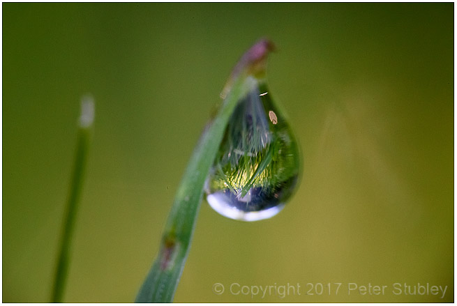Dew.
