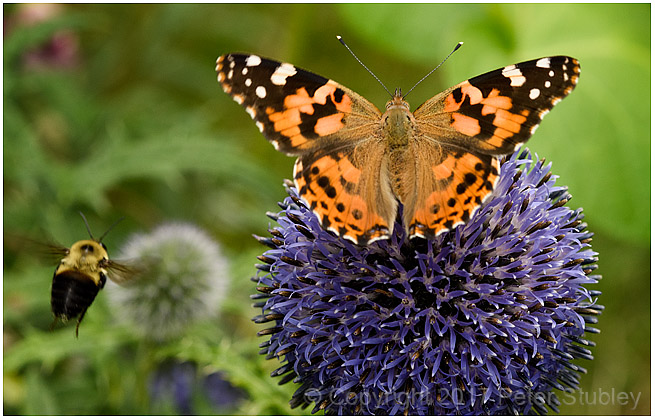 Painted lady and incoming bumble bee.