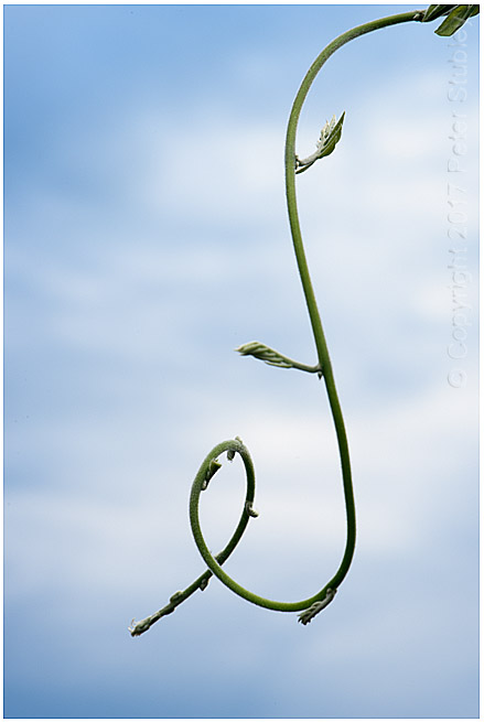 Wisteria frond.