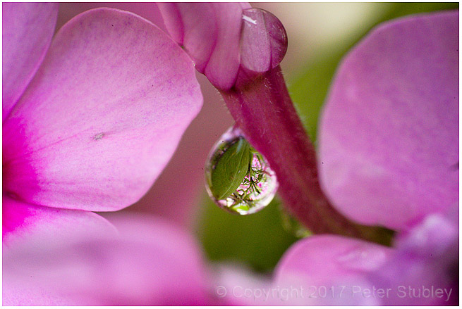 Sweet William rain.