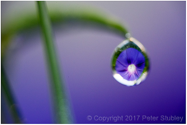 Morning glory dew.