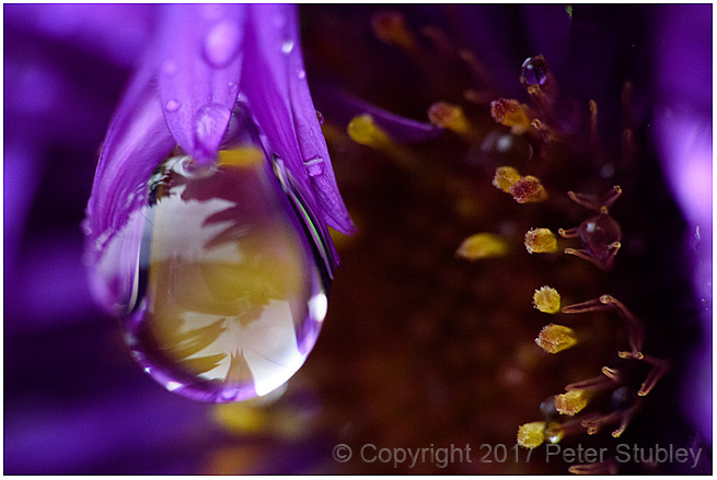 Rainy flower.