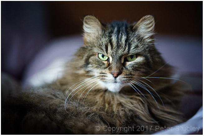 Nimitz still suffering with the new lens.