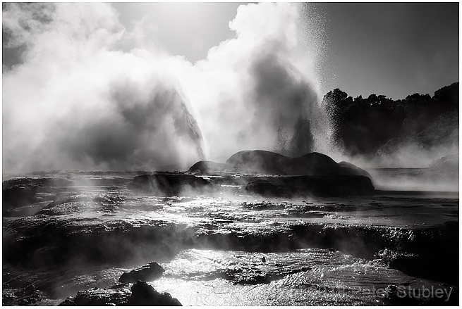 TePuia geyser, Rotorua (again).