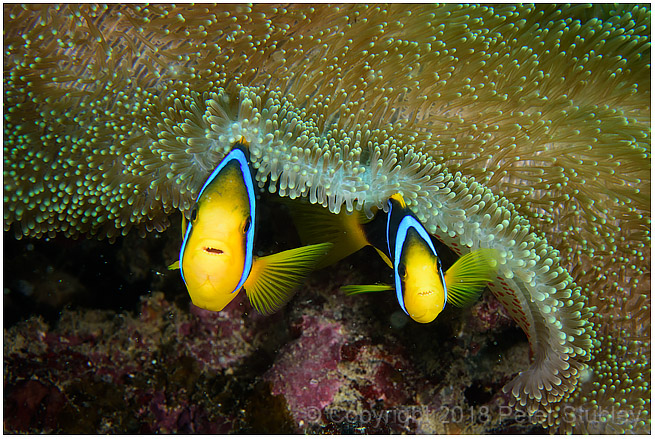 Smiling fish.
