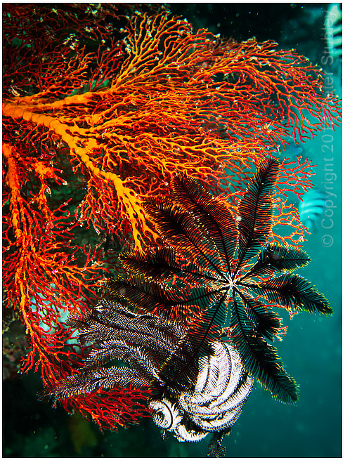 Crinoid on a sea fan (again).