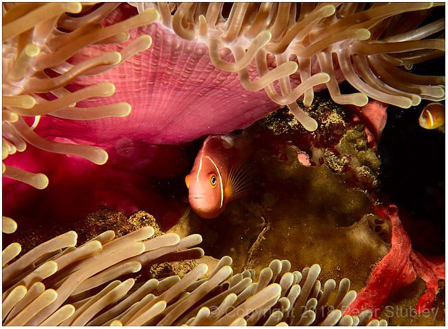 Under the anemone 2.