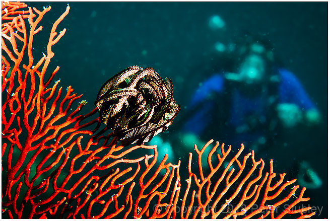And another crinoid on a sea fan.