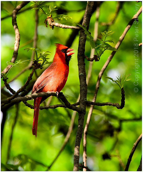 Cardinal.