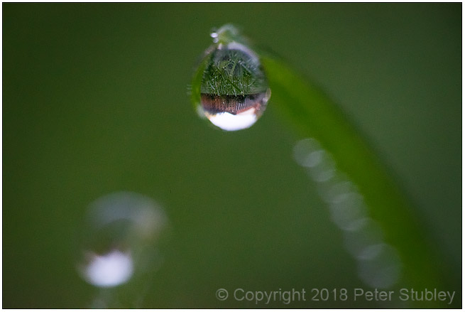 Grass dew.