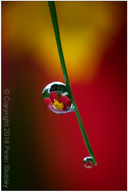 Tricolour dew.