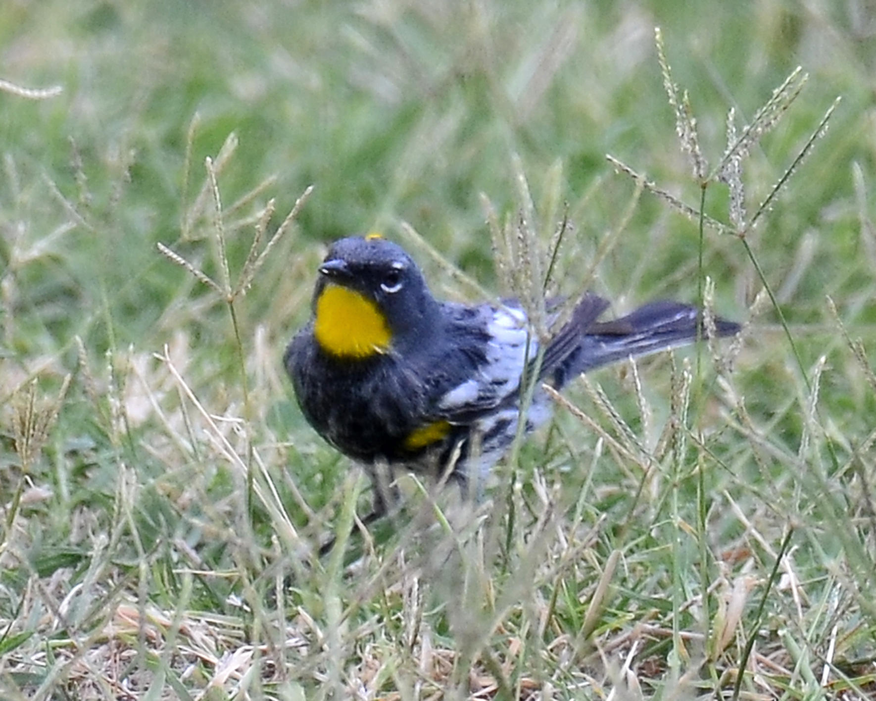 Audubons Yellow-rumped Warbler, Male 