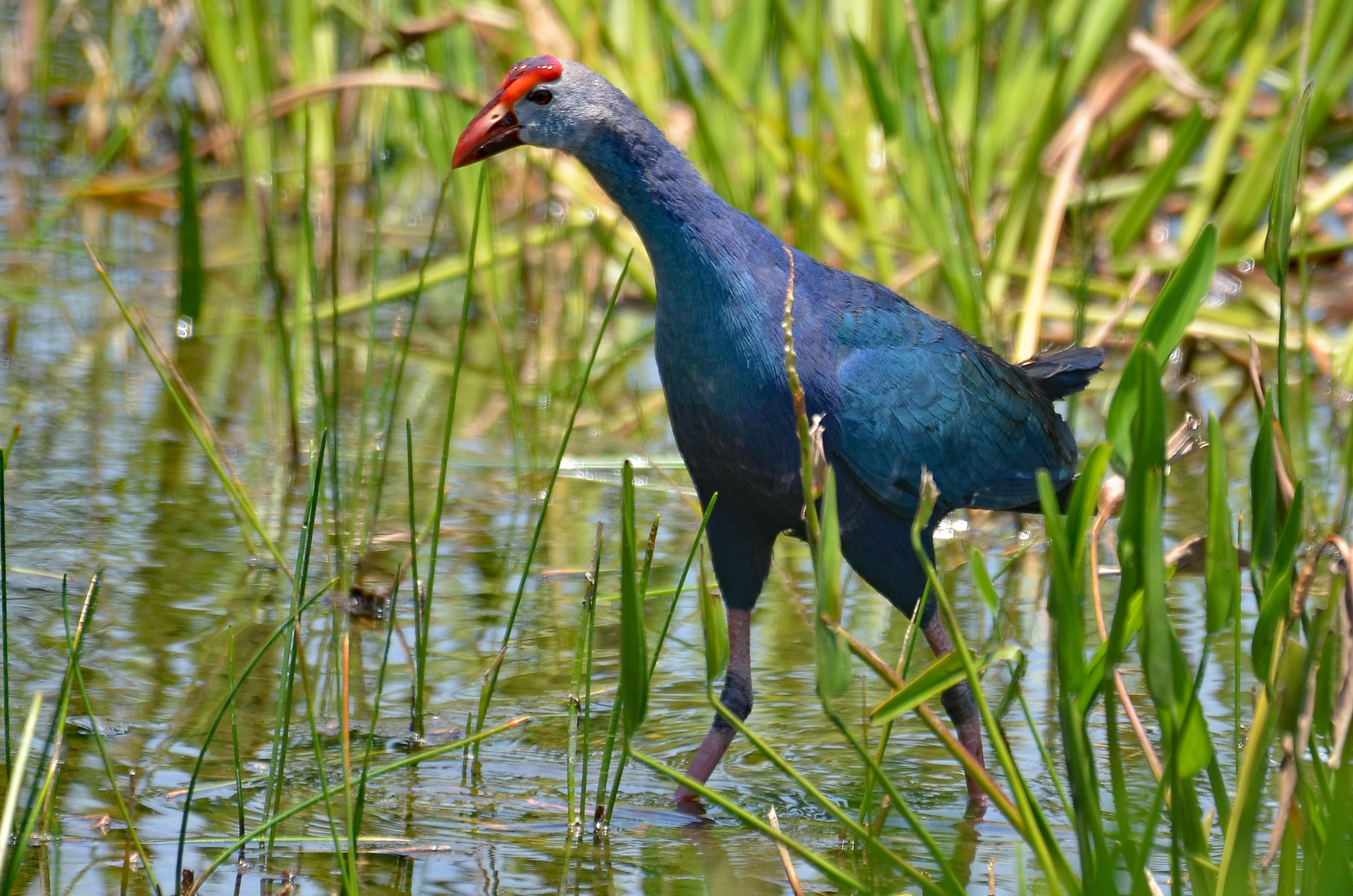 Gray-headed Swamphen