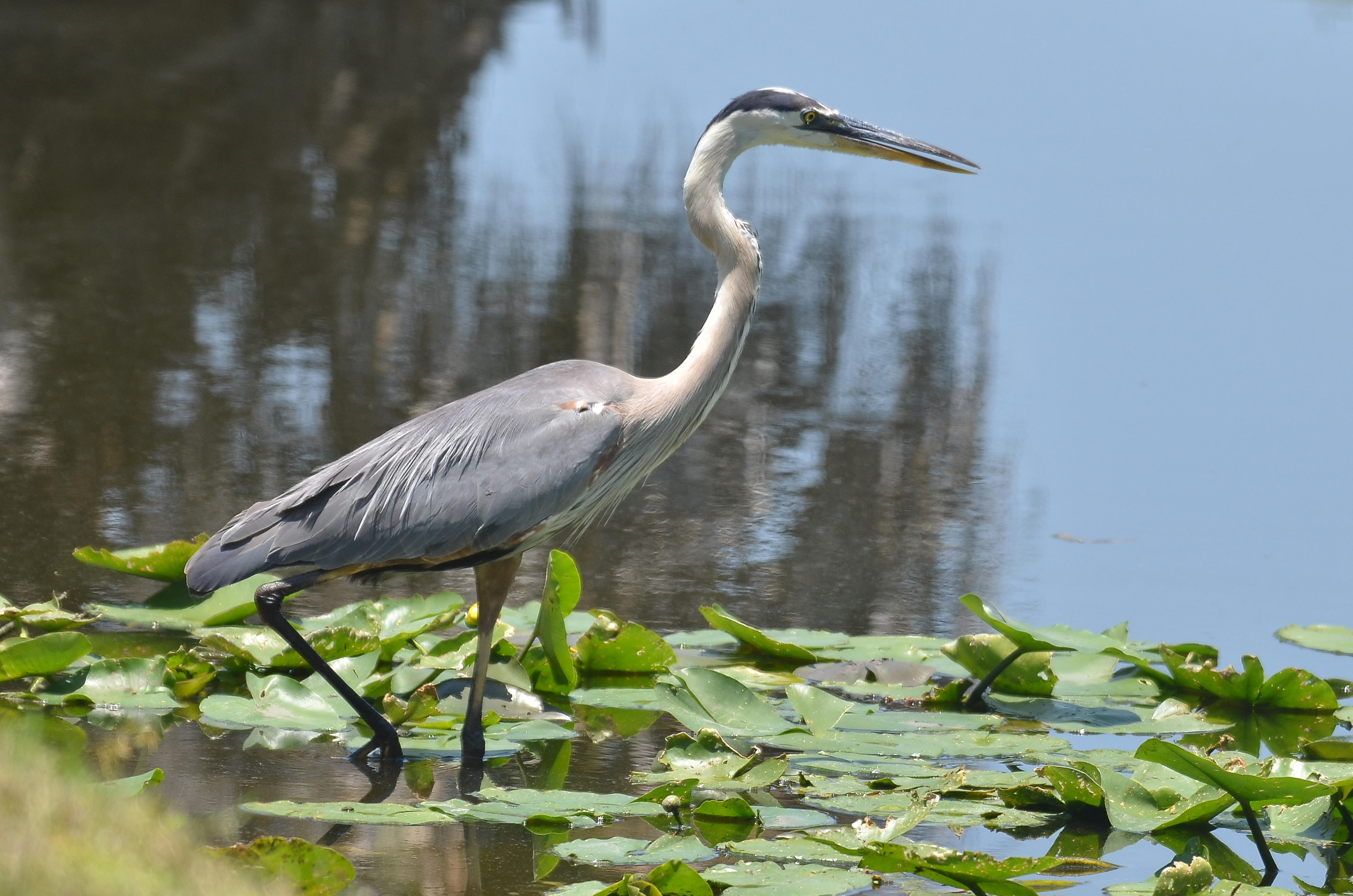 Great Blue Heron