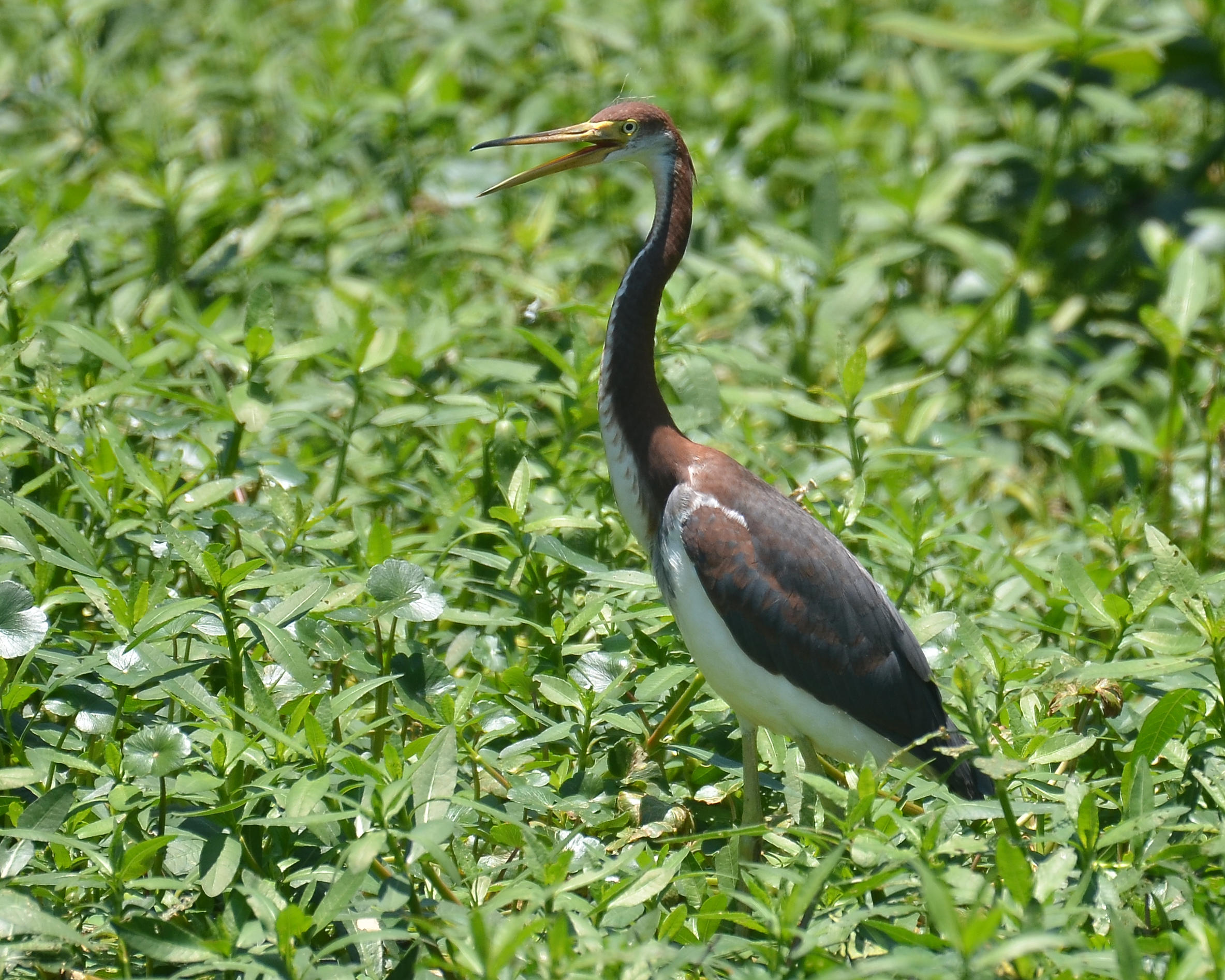 Tricolored Heron, Juvenile