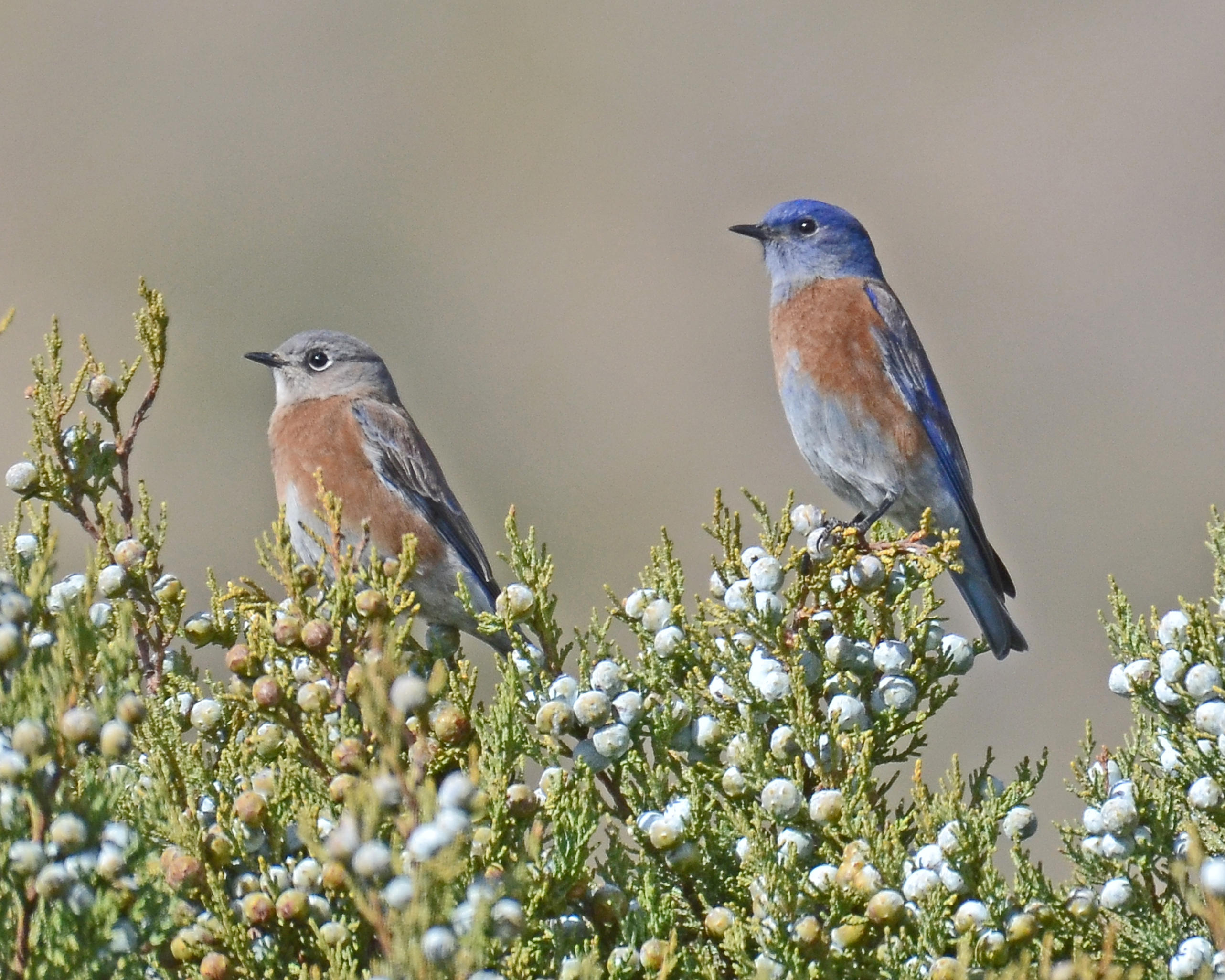 Western Bluebirds