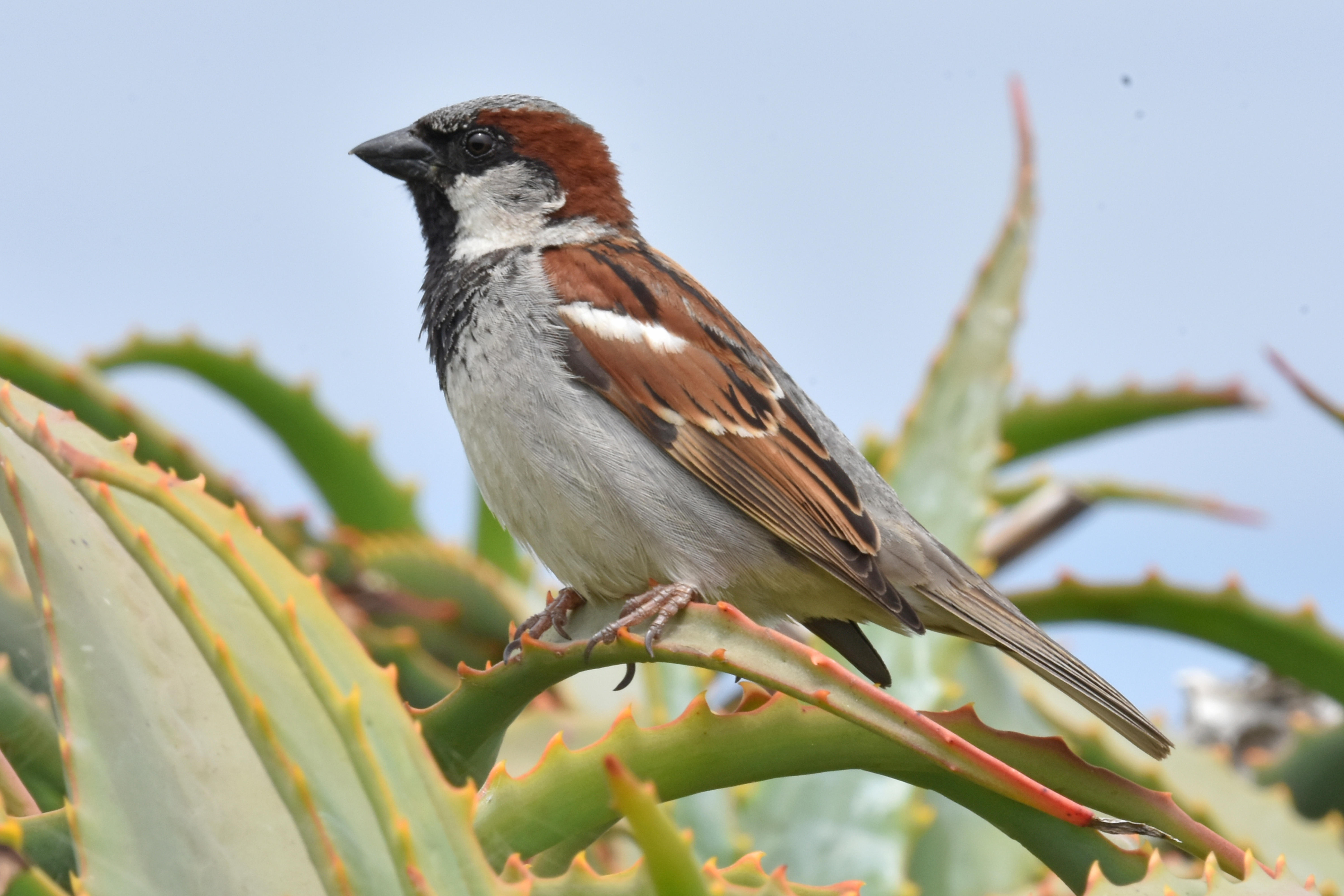 House Sparrow, Alternate Plumaged Male