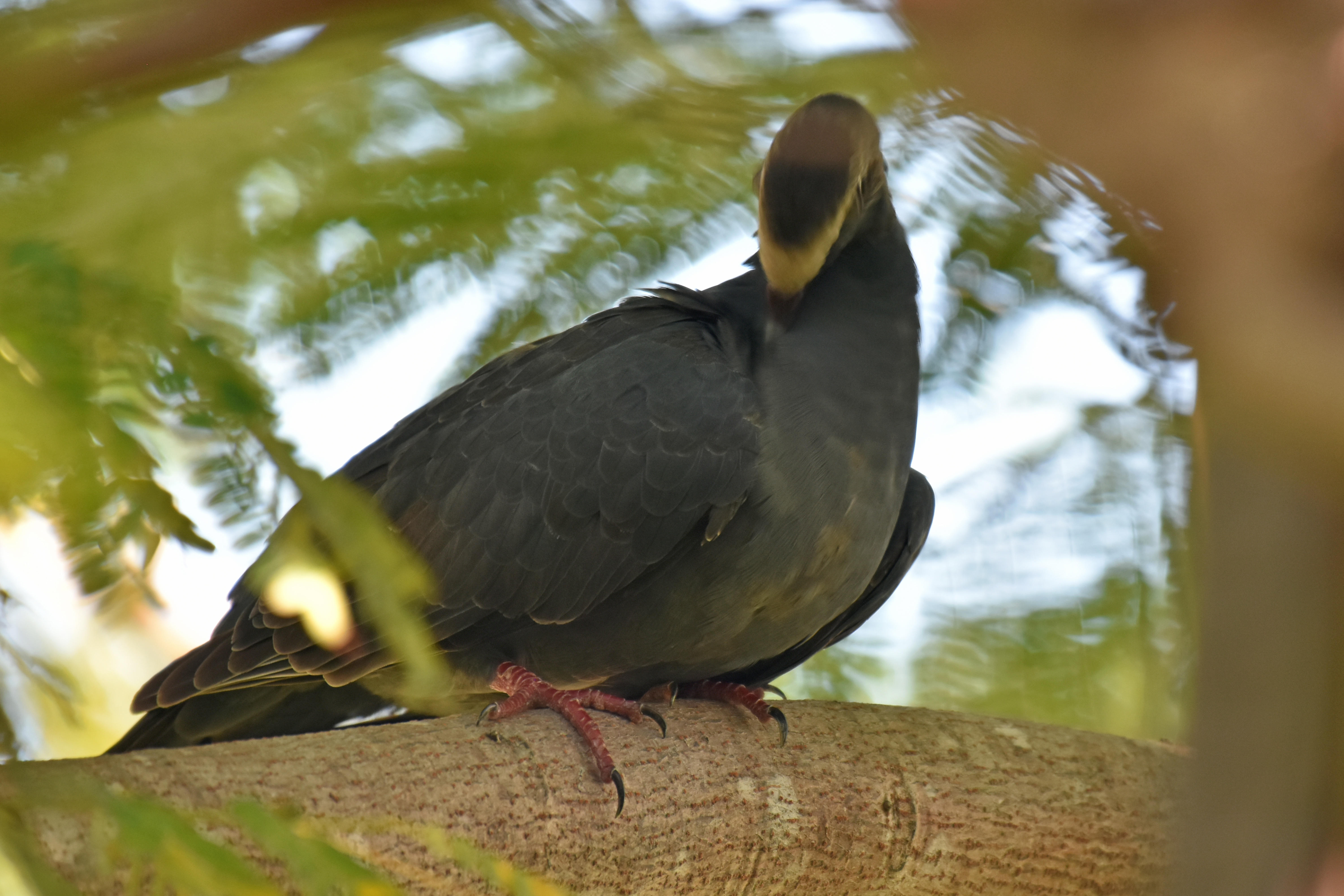 White-crowned Pigeon, Immature
