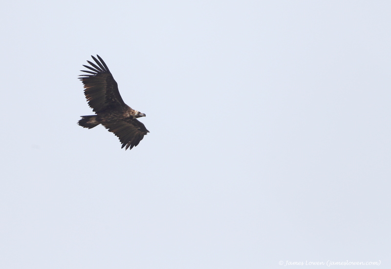 Spain - non-passerines