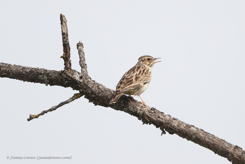 Spain - passerines