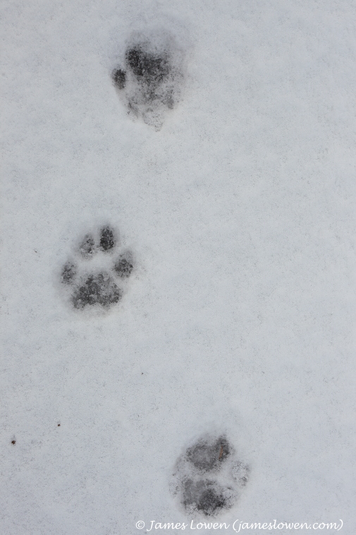 Eurasian Lynx tracks