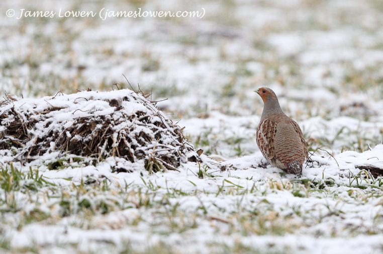 Grey Partridge