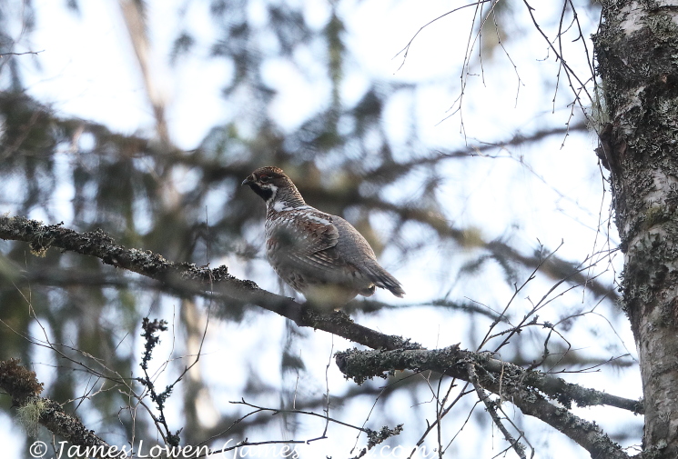 Hazel Grouse